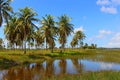 Scenic view of river under blue sky with Coconut Trees / Natal, Brazil Royalty Free Stock Photo