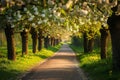 A scenic view of a road flanked by trees adorned with numerous white flowers, Tranquil park pathway lined by blossoming apple tree Royalty Free Stock Photo