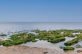 A scenic view of a rocky beach at low tide with green seaweeds on the rocks along a calm sea under a beautiful blue sky Royalty Free Stock Photo