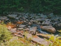 Scenic view of a rocky creek in Dolly Sods, West Virginia Royalty Free Stock Photo