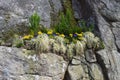 rocks are decorated with small flowers in the wild side of the cliff