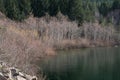 Scenic view of the rocky shore of Thelwood Creek with bare trees at Buttle Lake Royalty Free Stock Photo