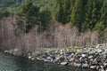 Scenic view of the rocky shore of Thelwood Creek with bare trees at Buttle Lake Royalty Free Stock Photo
