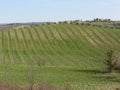 Scenic view of rolling hillside with vineyards . Tuscany, Italy Royalty Free Stock Photo