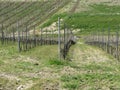 Scenic view of rolling hillside with vineyards . Tuscany, Italy Royalty Free Stock Photo