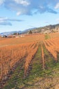 Scenic view of rows of grapevines in vineyards on the Naramata Bench in autumn Royalty Free Stock Photo