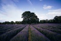 Scenic view of rows of lavender flowers Royalty Free Stock Photo