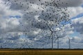 Scenic view of a rural landscape featuring a flock of birds in flight with windmills Royalty Free Stock Photo