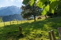 Scenic view of a rural landscape with green nature and a cow grazing grass on a field Royalty Free Stock Photo