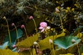 Scenic view of Sacred Lotus flowers with big green leaves blooming in a lake Royalty Free Stock Photo