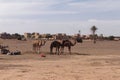 Scenic view of The Sahara desert with a group of camels on the background of buildings, Morocco