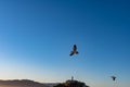 Scenic view of the San Francisco Bay with flying Sea gull, islands and Alcatraz Royalty Free Stock Photo