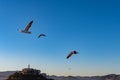 Scenic view of the San Francisco Bay with flying Sea gull, islands and Alcatraz Royalty Free Stock Photo