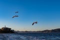 Scenic view of the San Francisco Bay with flying Sea gull, islands and Alcatraz Royalty Free Stock Photo