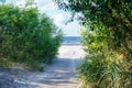 Scenic view of sandy path road surrounded by trees bushes with green leaves to beach sea ocean on sunny summer day. Royalty Free Stock Photo