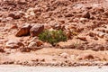 Single tree and rocks in desert on Sinai peninsula Royalty Free Stock Photo