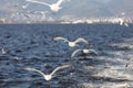 Group of seagulls flying on blue sky Royalty Free Stock Photo