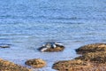 A scenic view of seals resting on a tiny rock of the Scottish coast Royalty Free Stock Photo