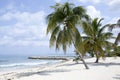 Grand Cayman Seven Mile Beach With Palms Royalty Free Stock Photo