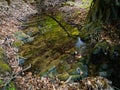 Scenic view of a shallow mountain stream in spring in a deciduous forest with a rocky bottom during the day Royalty Free Stock Photo