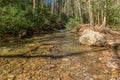 Shallow river through the forest Royalty Free Stock Photo