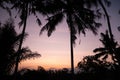 Scenic view of silhouette of palm tree leaves against pinky sky at sunset Royalty Free Stock Photo