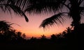 Scenic view of silhouette of palm tree leaves against pinky sky at sunset Royalty Free Stock Photo