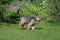 Scenic view of a silky terrier in the garden