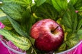 Stock photo of fresh juicy red organic apple kept in glass bowl decorated with green leaves, water drops on apple . Royalty Free Stock Photo