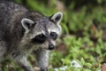 Scenic view of a small Raccoon in the woods on a blurred background