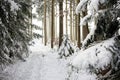 Scenic view of a snowy forest path with snow-covered trees in a winter landscape in Germany Royalty Free Stock Photo