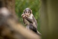 Scenic view of a sooty mangabey on a blurred background Royalty Free Stock Photo