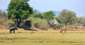 Scenic view of south luangwa national park with elephant and giraffe with natural blue sky