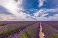 Spectacular lavender field in Provence against summer dramatic sky