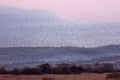 Scenic view of Starling murmuration at sunset in Somerset, England