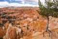 Scenic view of stunning red sandstone hoodoos in Bryce Canyon National Park in Utah, USA Royalty Free Stock Photo