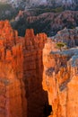 View of stunning red sandstone hoodoos in Bryce Canyon National Royalty Free Stock Photo