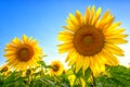 Scenic view of sunflowers or helianthus yellow flowers against blue sky background, agricultural summer field at sunset