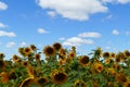 Scenic view of sunflowers under blue sky with some clouds in Chicago Royalty Free Stock Photo