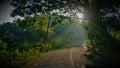 Scenic view of sunlight coming through trees within a forest reserve Royalty Free Stock Photo