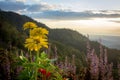 Scenic view of sunset over Kota Kinabalu with yellow flowers in foreground, Sabah, Malaysia Royalty Free Stock Photo