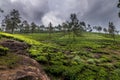 tea bushes on a hillside surrounded by trees and rocks in the foreground Royalty Free Stock Photo