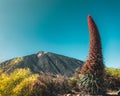Scenic view of Teide Mountain and Tower of Jewels (Echium wildpretii) in Tenerife, Canary Islands