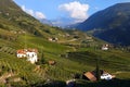 View from Santa Maddalena Looking over Vineyards, Bolzano, Italy