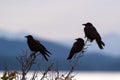 Scenic view of three ravens standing on tree branches at dawn Royalty Free Stock Photo