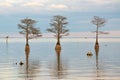 Scenic view of three trees in the Lake Moultrie, South Carolina Royalty Free Stock Photo