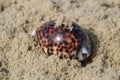 beautiful sea coast with Tiger Cowrie seashell Royalty Free Stock Photo