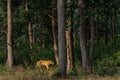 Scenic view of a tiger walking in the woods in Kanha Tiger Reserve, India Royalty Free Stock Photo