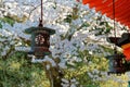 Scenic view of traditional Japanese lanterns hung under wooden eaves & a flourishing Sakura cherry blossom tree blooming by the br Royalty Free Stock Photo
