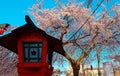 Scenic view of a traditional Japanese wooden lamp post lantern by a vibrant cherry blossom tree under blue sunny sky Royalty Free Stock Photo